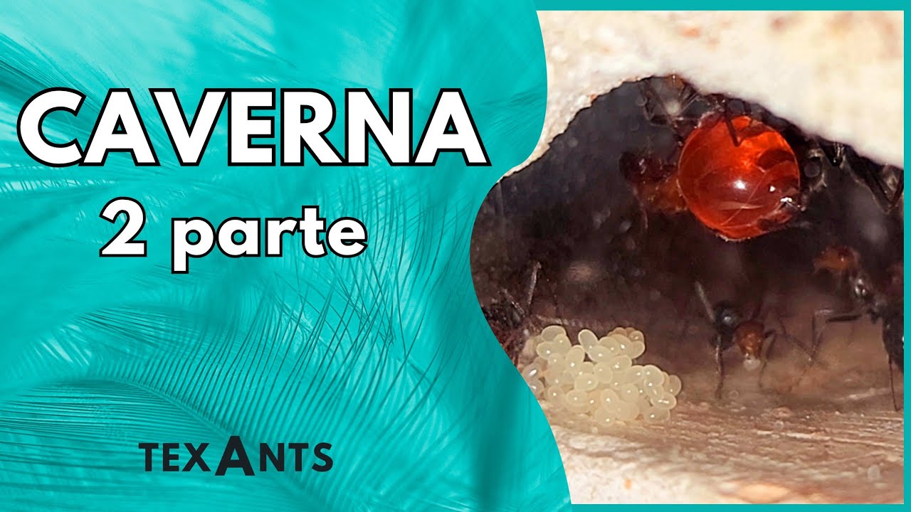 🚩Hormiguero para MYRMECOCYSTUS (Tipo caverna) Camaras con estalactitas --- FORRAJEO de Resina