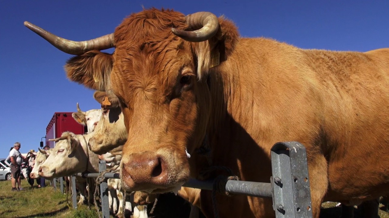FOIRE de BRION puy de dôme  aout 2016