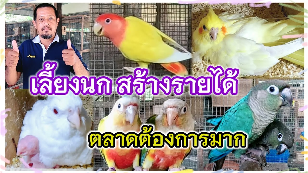 บุกฟาร์ม เลี้ยงนก สร้างรายได้ ตลาดต้องการมาก ฟาร์มนกบังสมคิด บางน้ำเปรี้ยว จ.ฉะเชิงเทรา