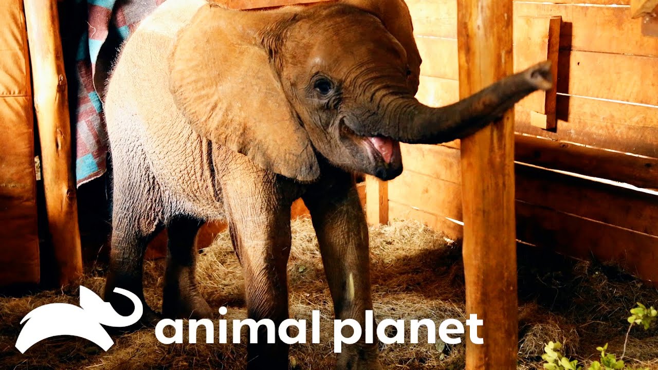 Most Heartfelt Animal Sanctuary Releases | Dodo Heroes | Animal Planet