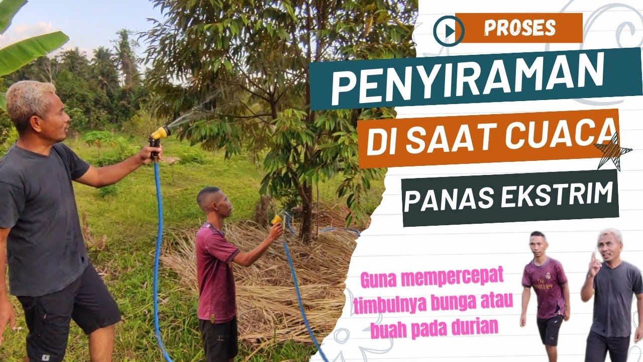 Penyiraman Durian di Musim Panas, Guna Mempercepat Keluarnya Bunga/Buah!!