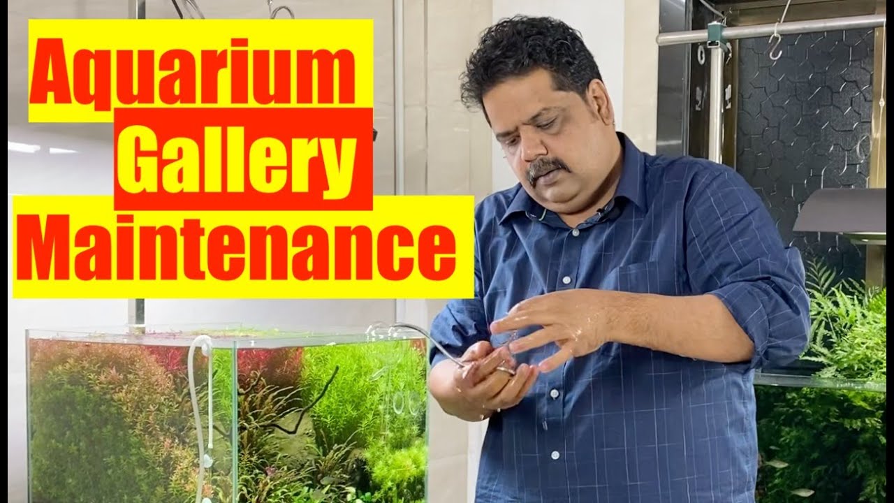 My Aquarium Gallery Maintenance | HOW to keep your Fish tanks Clean | Aquarium Cleaning HD 1080p