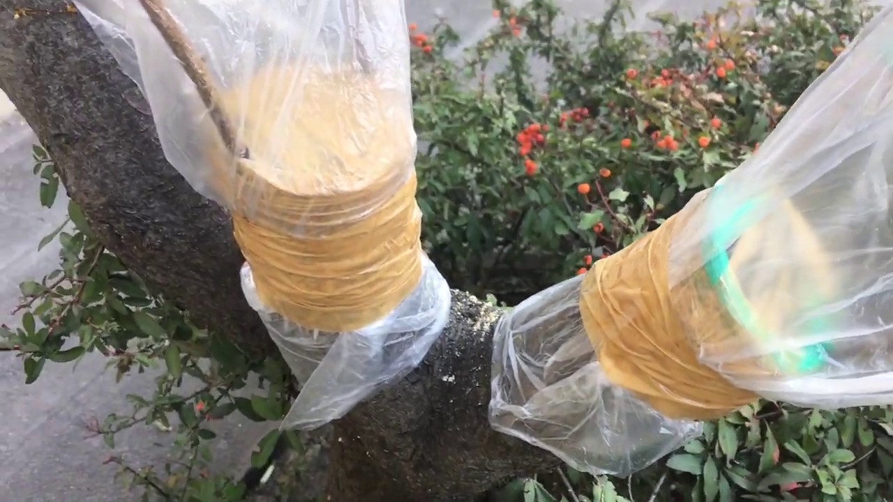 EN KOLAY AŞI UYGULAMALARI (DELİ ERİĞE PAPAZ ERİK AŞISI)- THE MOST EASY GRAFTING TECNIQUES