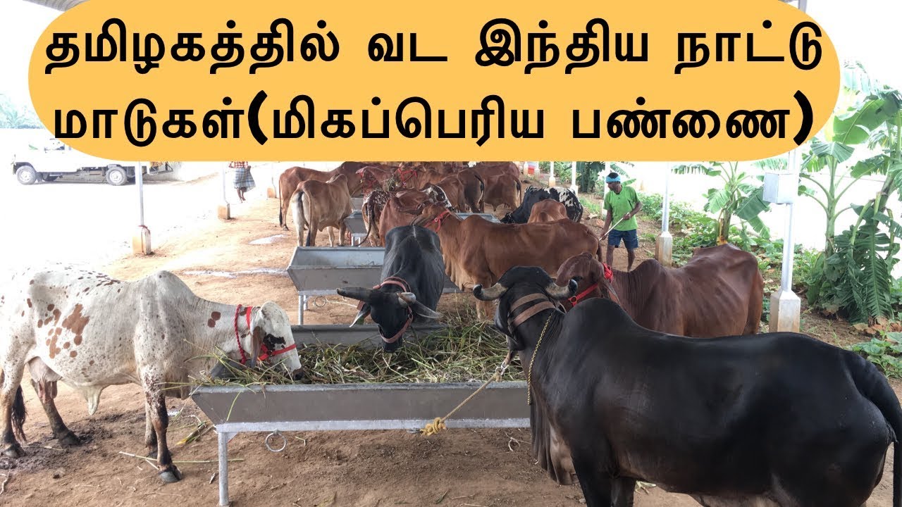 வட இந்திய நாட்டு மாடுகள்(மிகப்பெரிய பண்ணை) | North Indian Cows in Tamilnadu