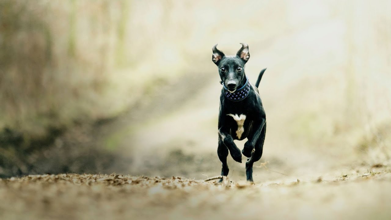 Exploring the Racing History of the Whippet