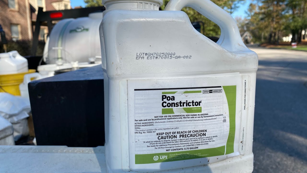 Best Strategy For Poa Annua Control In Tall Fescue