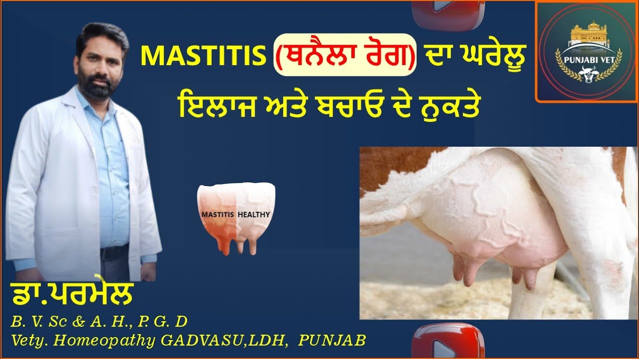 MASTITIS (ਥਨੈਲਾ ਰੋਗ) ਦਾ ਘਰੇਲੂ ਇਲਾਜ | ਥਨ ਦੀ ਸੂਜ, ਦਰਦ ਤੇ ਦੁੱਧ ਘਾਟ ਦਾ ਤੁਰੰਤ ਹੱਲ | Pashu Palan Tips