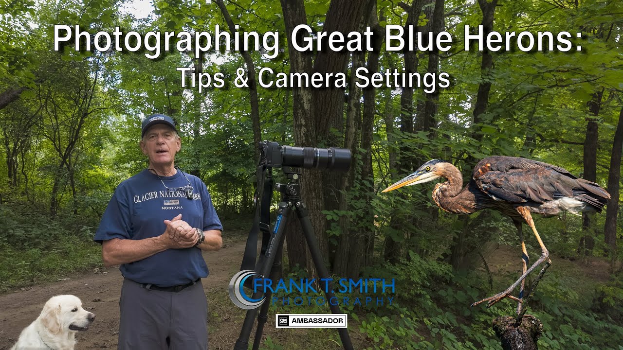Photographing Great Blue Herons: Tips and Camera Settings