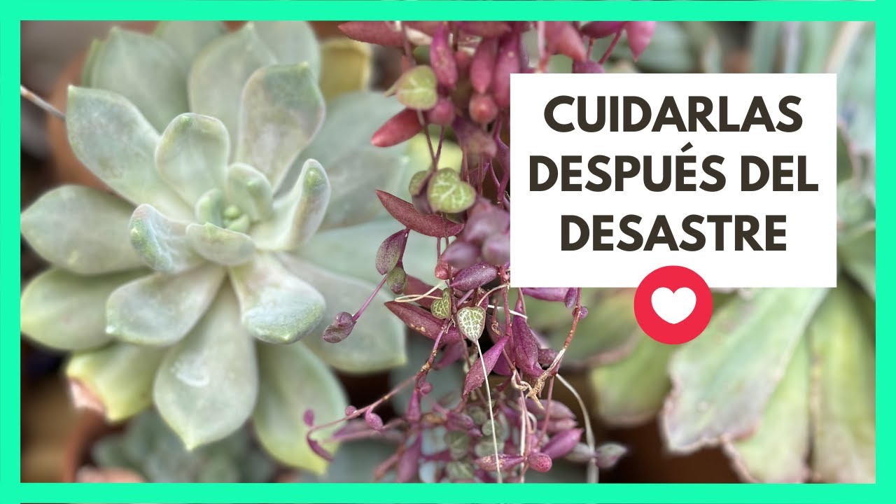 CUIDANDO SUCULENTAS