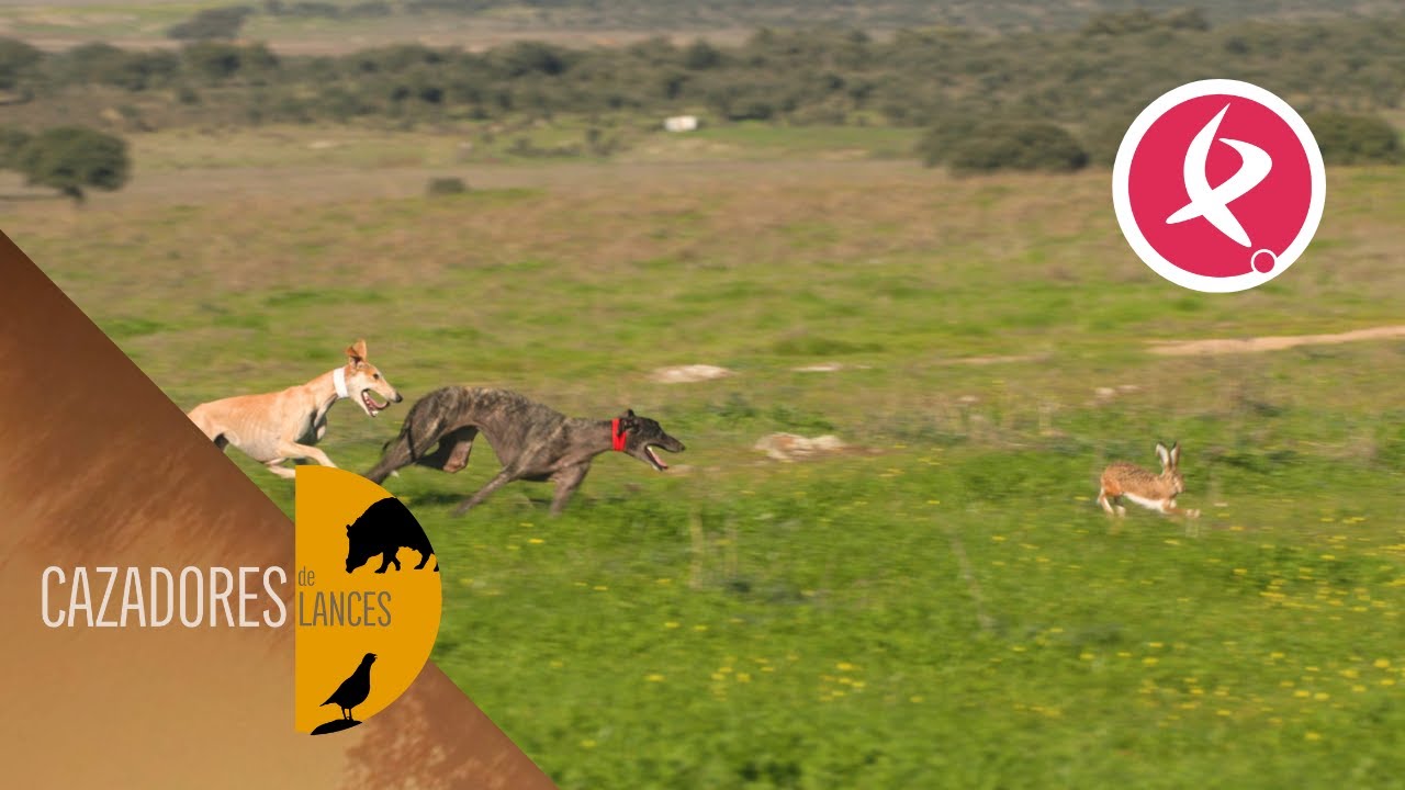Galgos, una raza de atletas en el mundo canino | Cazadores de Lances