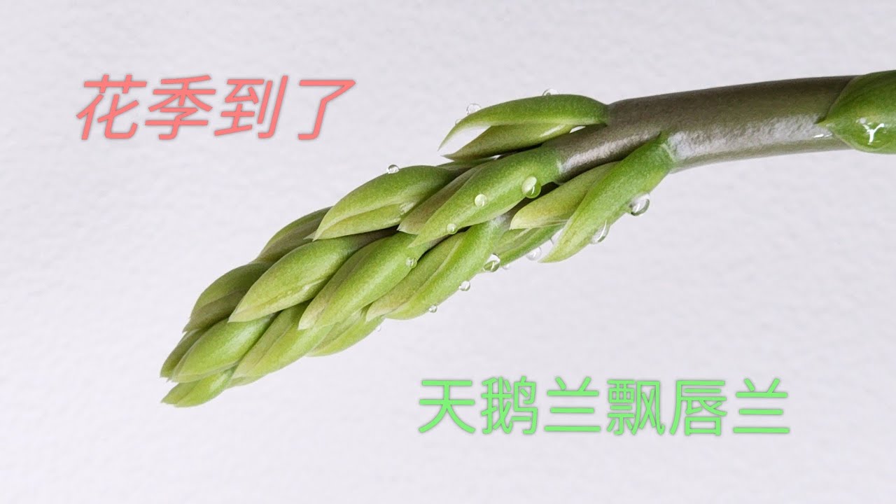 Sophie's Garden 天鹅兰飘唇兰的花季到了