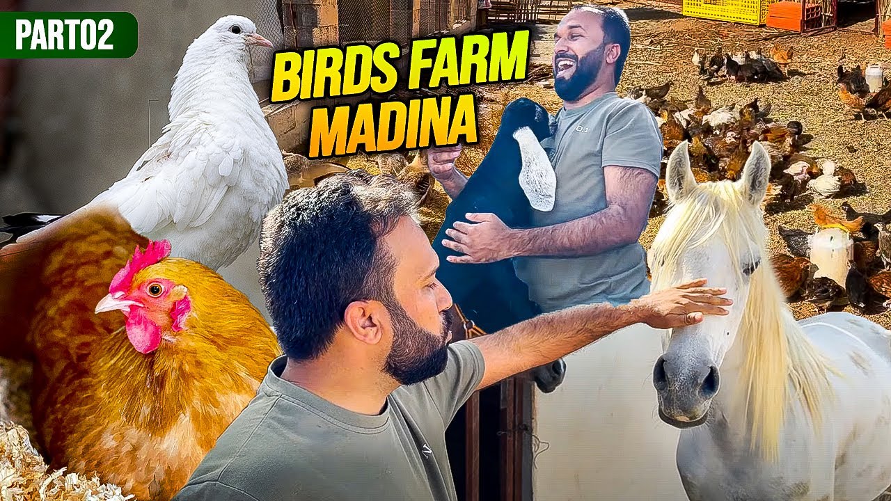 Madina Mein Private Birds Farm | Goats & Horses Bhi | Village in City [Part 02]