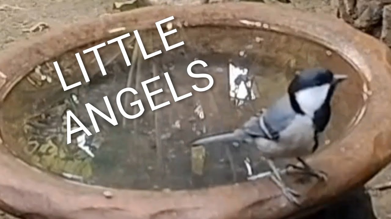 BEST RELAXING SCENE: LITTLE ANGELS GETTING RELAXED