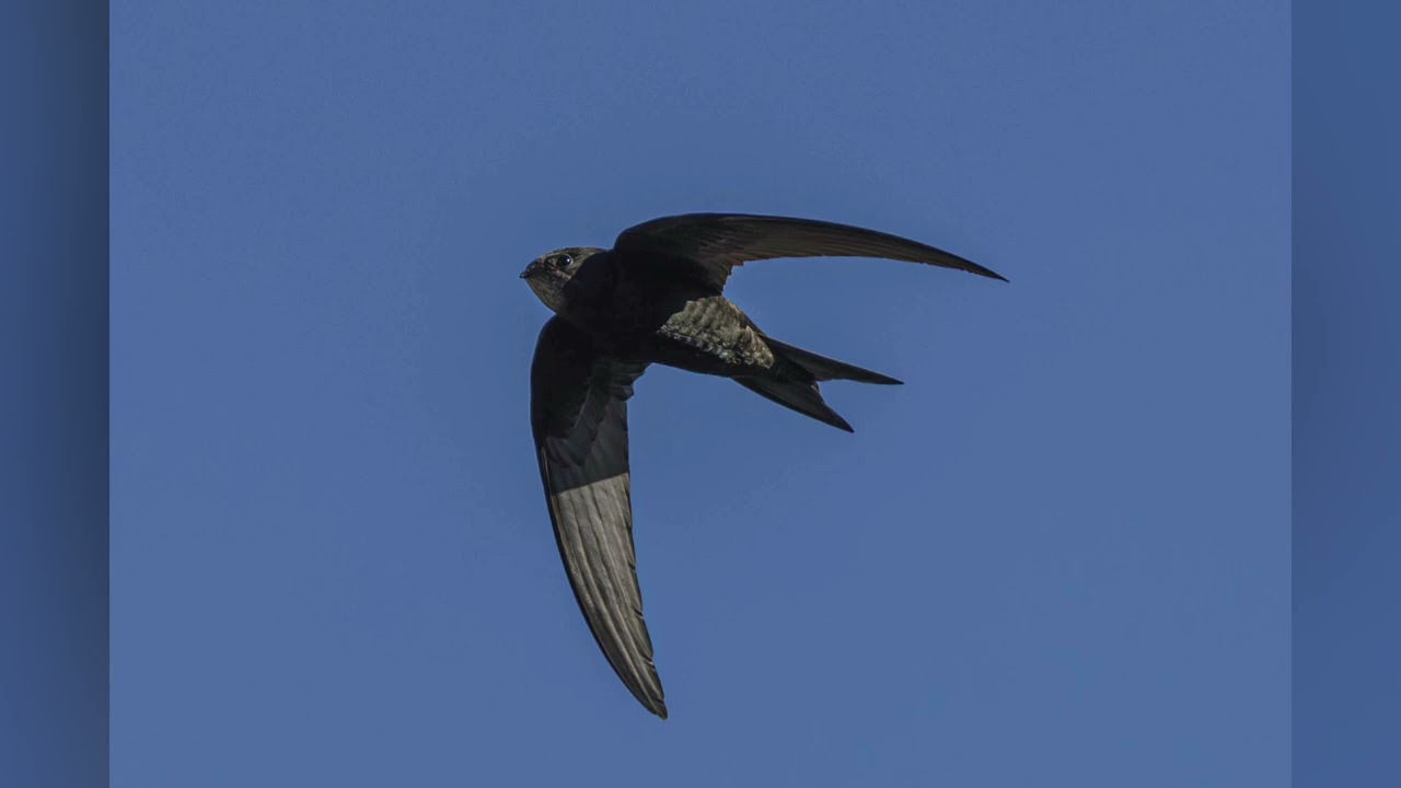 July wildlife slide show Dumfries and Galloway part 2