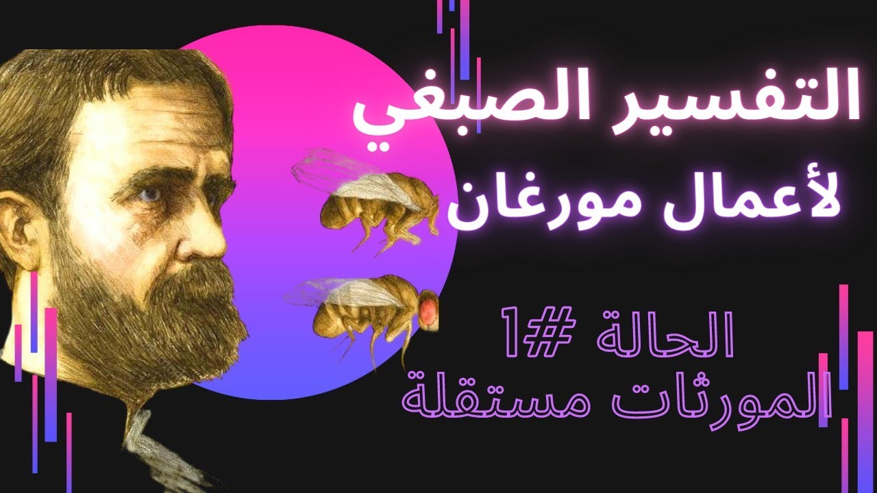 كيفية التعامل مع تفسير أعمال مورغان في حالة استقلال الصبغيات