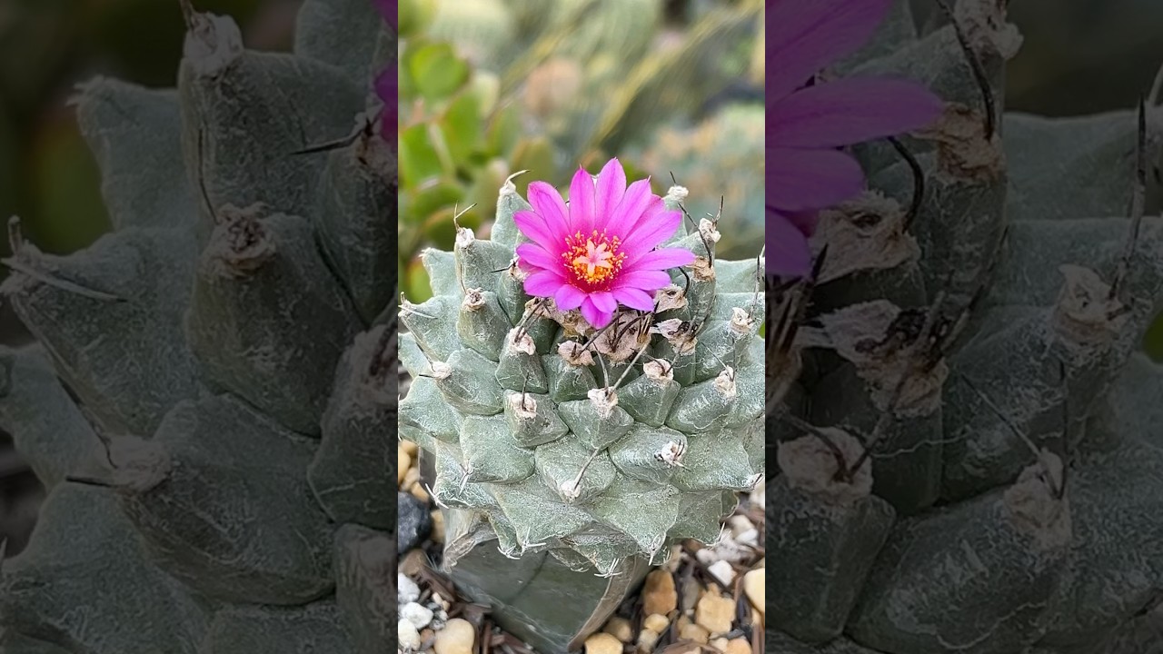 Essa flor de cacto é uma das mais lindas do meu jardim!