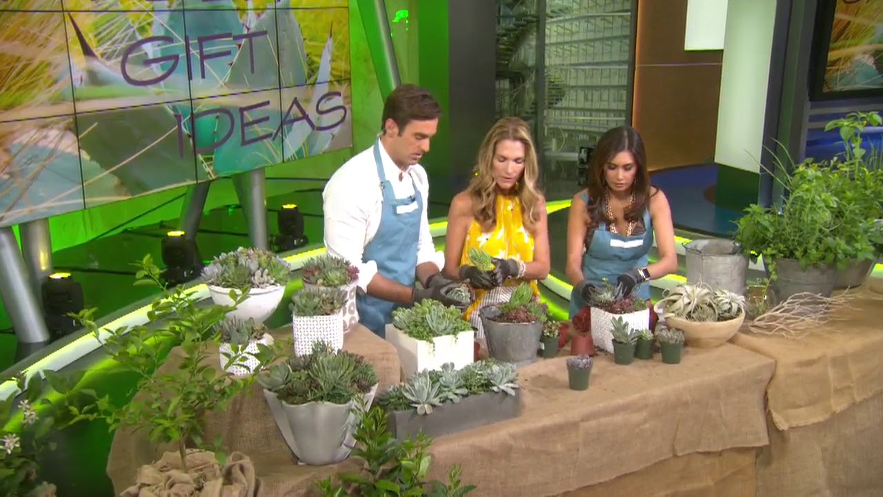 Succulents, air plants and more: Gift ideas from the garden for Mother's Day