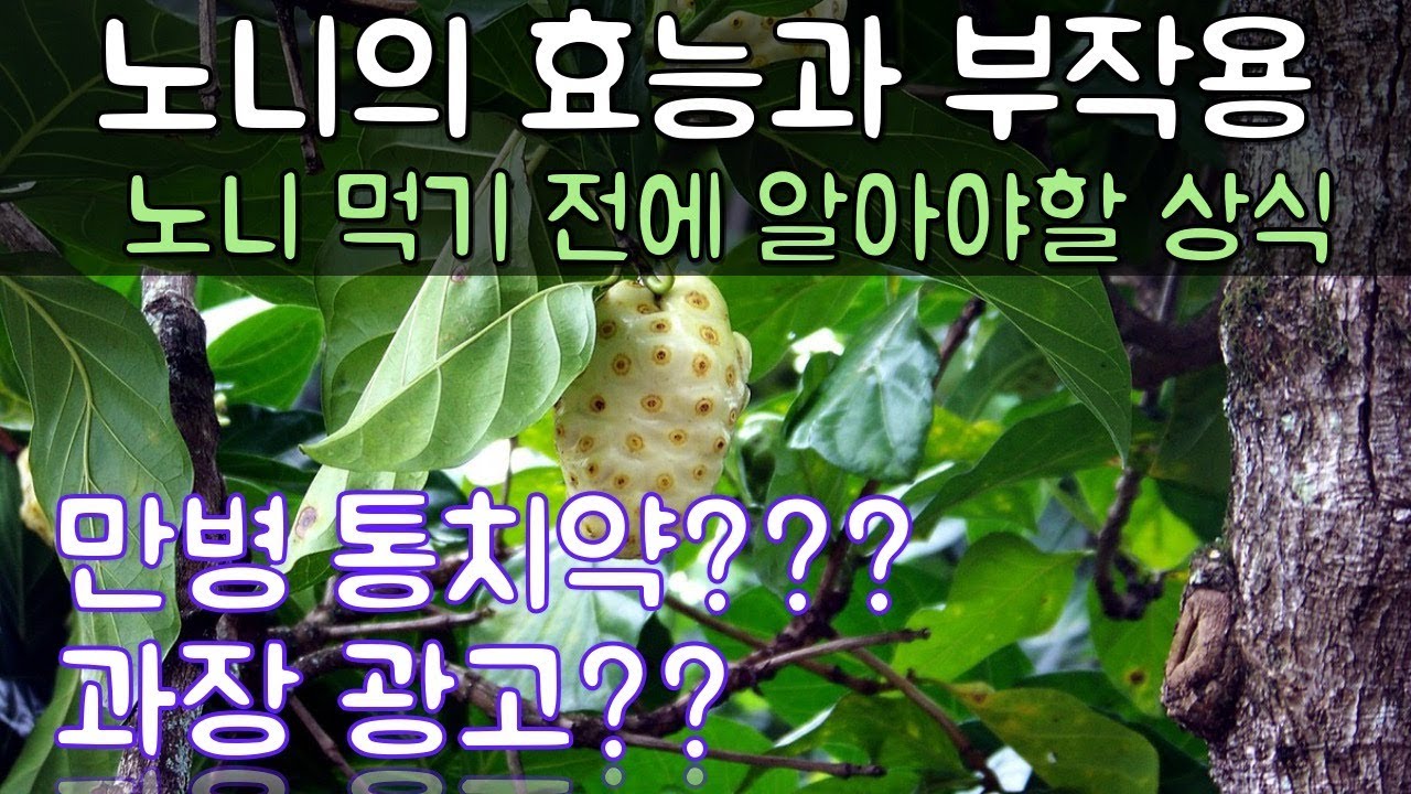 노니(Noni) 효능만 보면 만병통치약인데,  사실일까요??? 과장은 아닐까요??(유명한 노니 제품, 효능 부작용, 복용량)