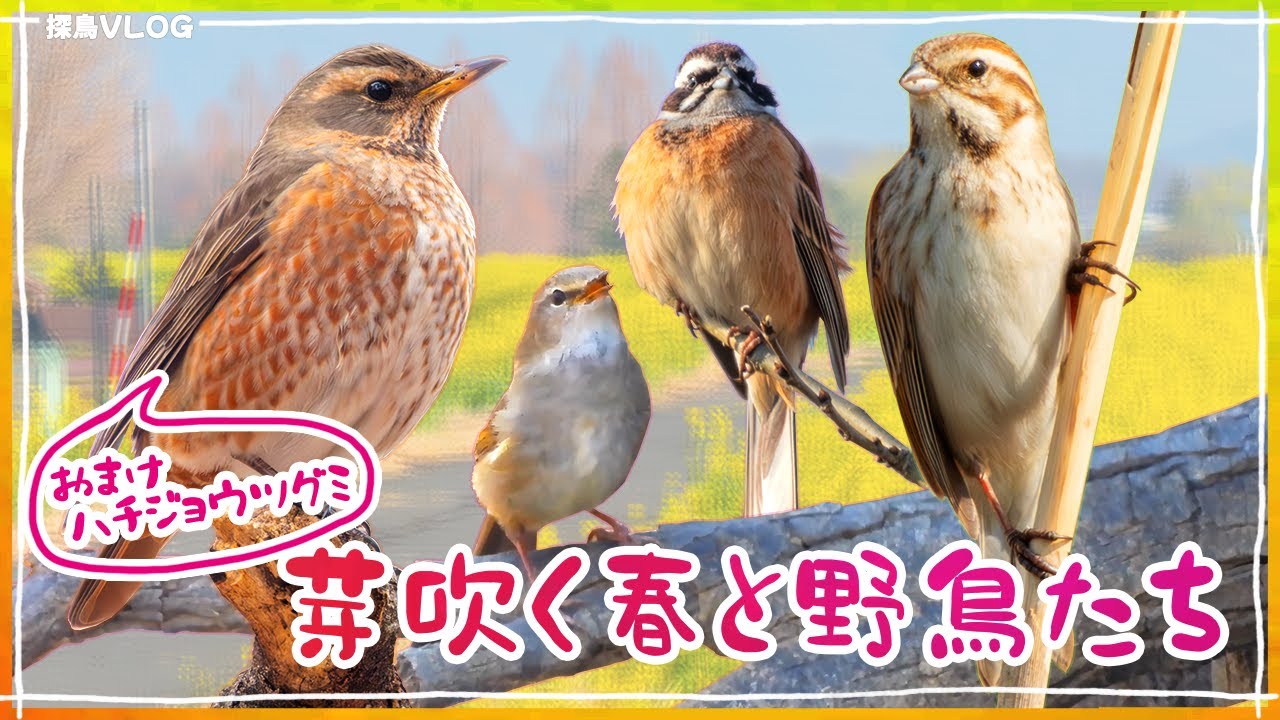 春の渡り時期─ハチジョウツグミとの出会いと、渡良瀬遊水地《野鳥撮影vlog》｜ハチジョウツグミ、オオジュリン、ホオジロ、ウグイス