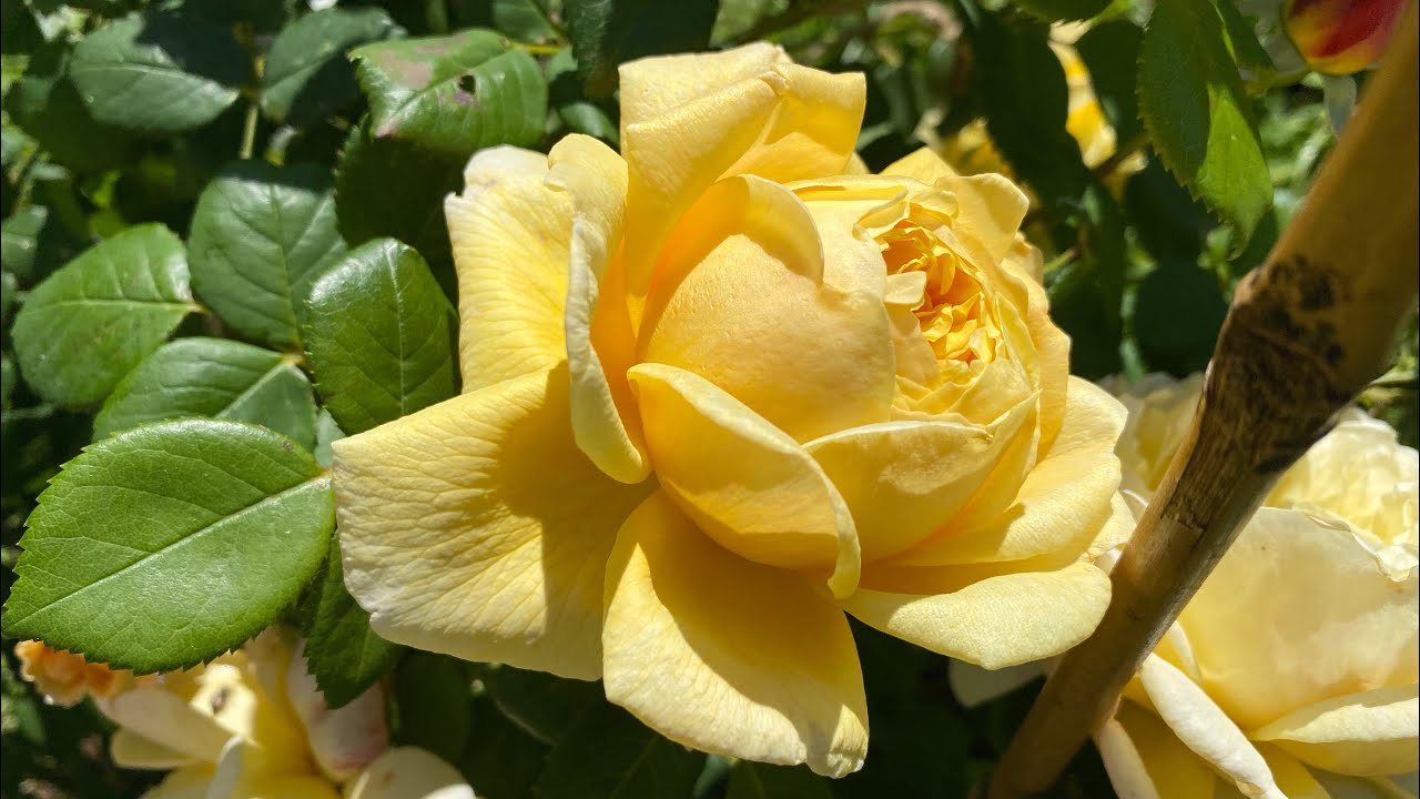 Romantischer Gartenspaziergang Ende Mai - viele neue Austin Rosen