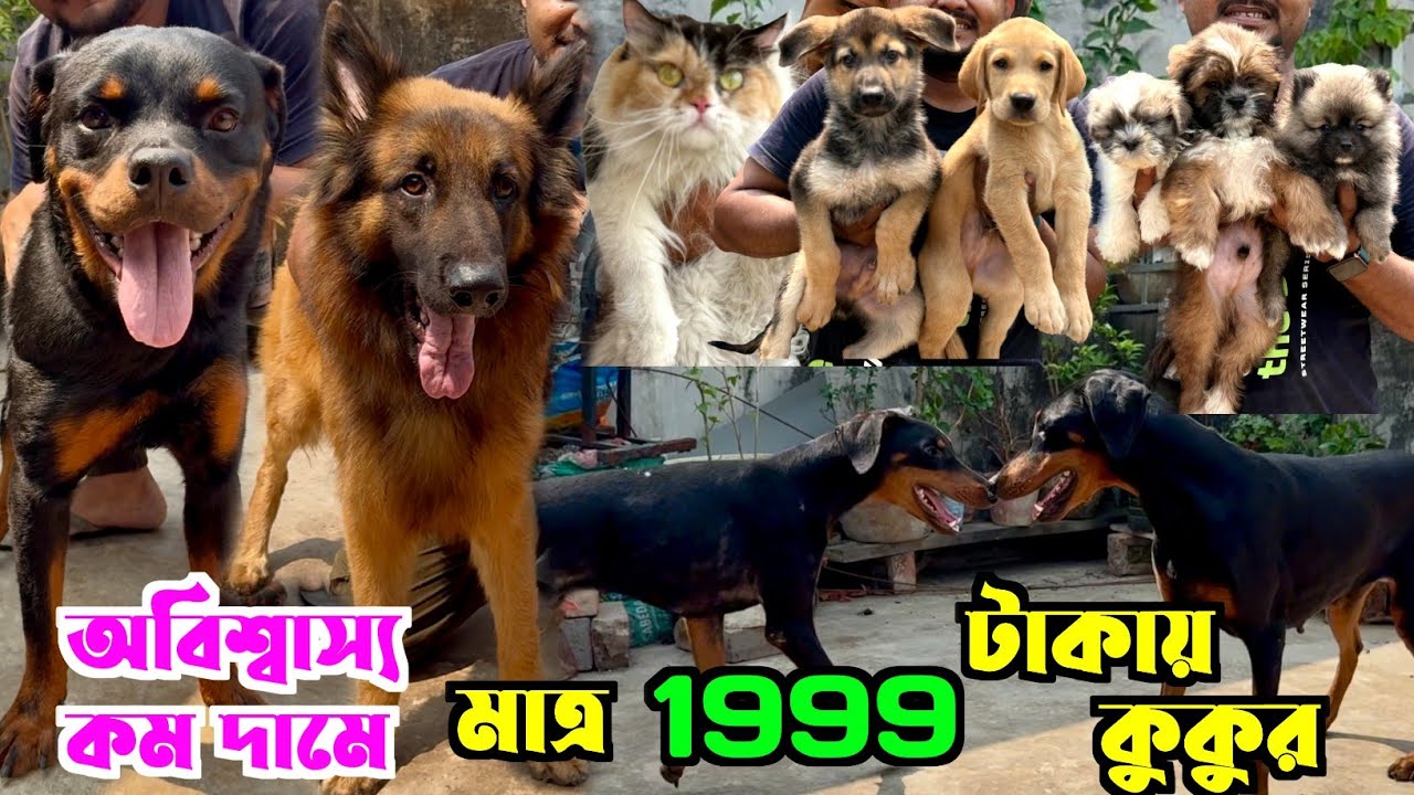 শুধুমাত্র 1999 টাকায় কুকুর বিক্রি হচ্ছে! Dog Market Kolkata Price. Kolkata Dog Market.