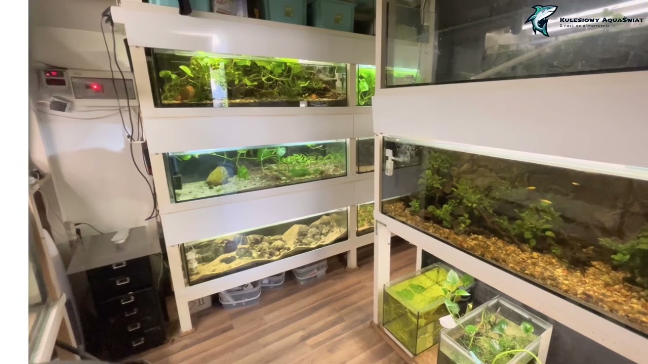 Mini Akwa Vlogasek - Big Tank , Fishroom, Oczko wodne, nowy lokator ;)