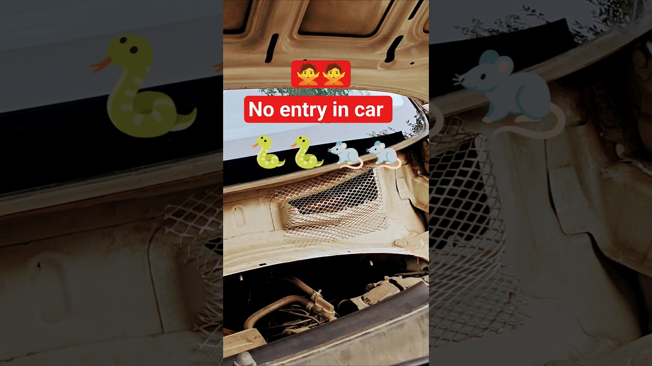ab rats and snakes ki car mai no entry 🙅🙅 