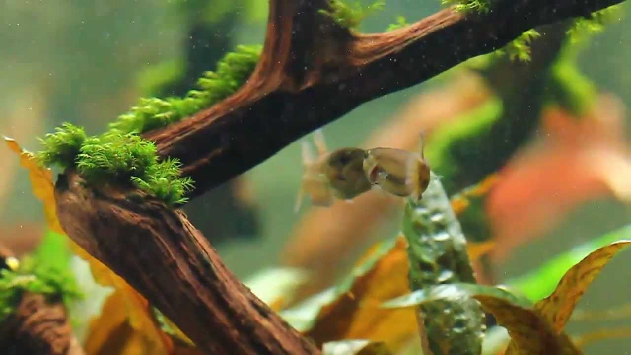 Betta Macrostoma Breeding