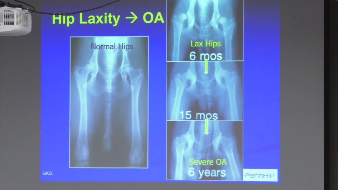 Collie Health Foundation Seminar on Hip & Elbow Dysplasia, OFA and Pennhip