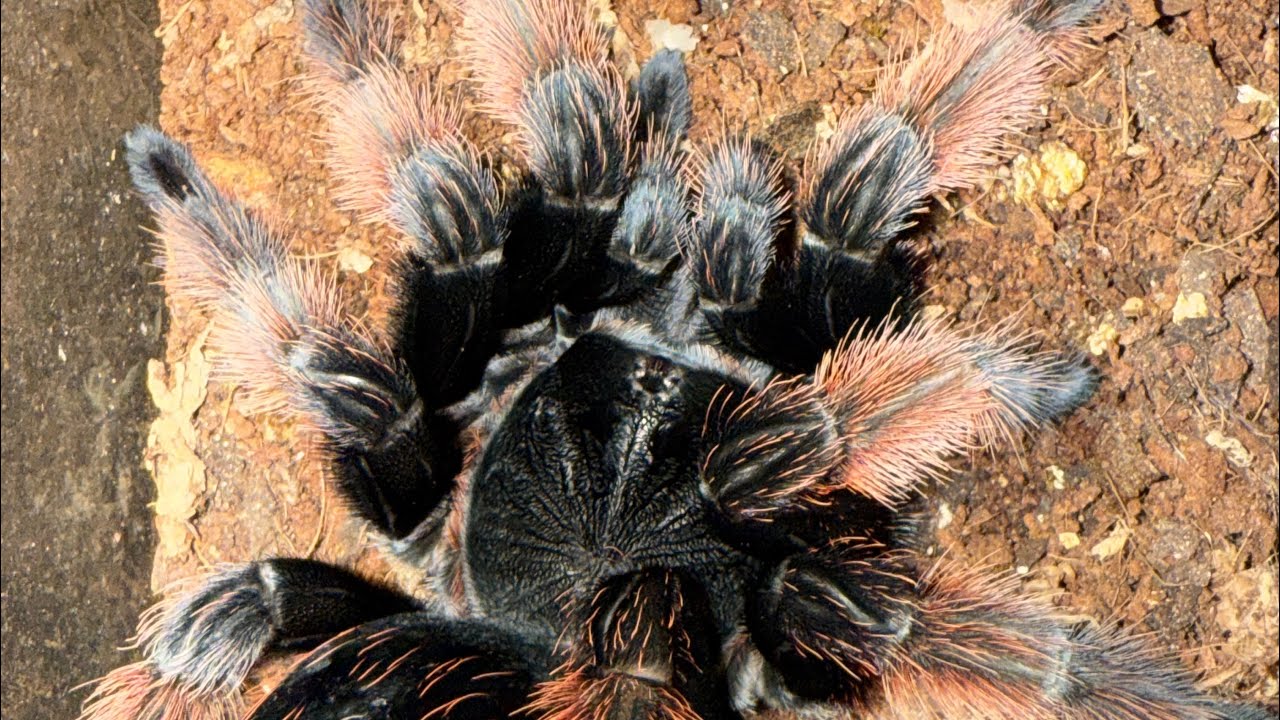 I just got myself an amazing pink tarantula! Housing this beautiful mature female & tarantula talk 