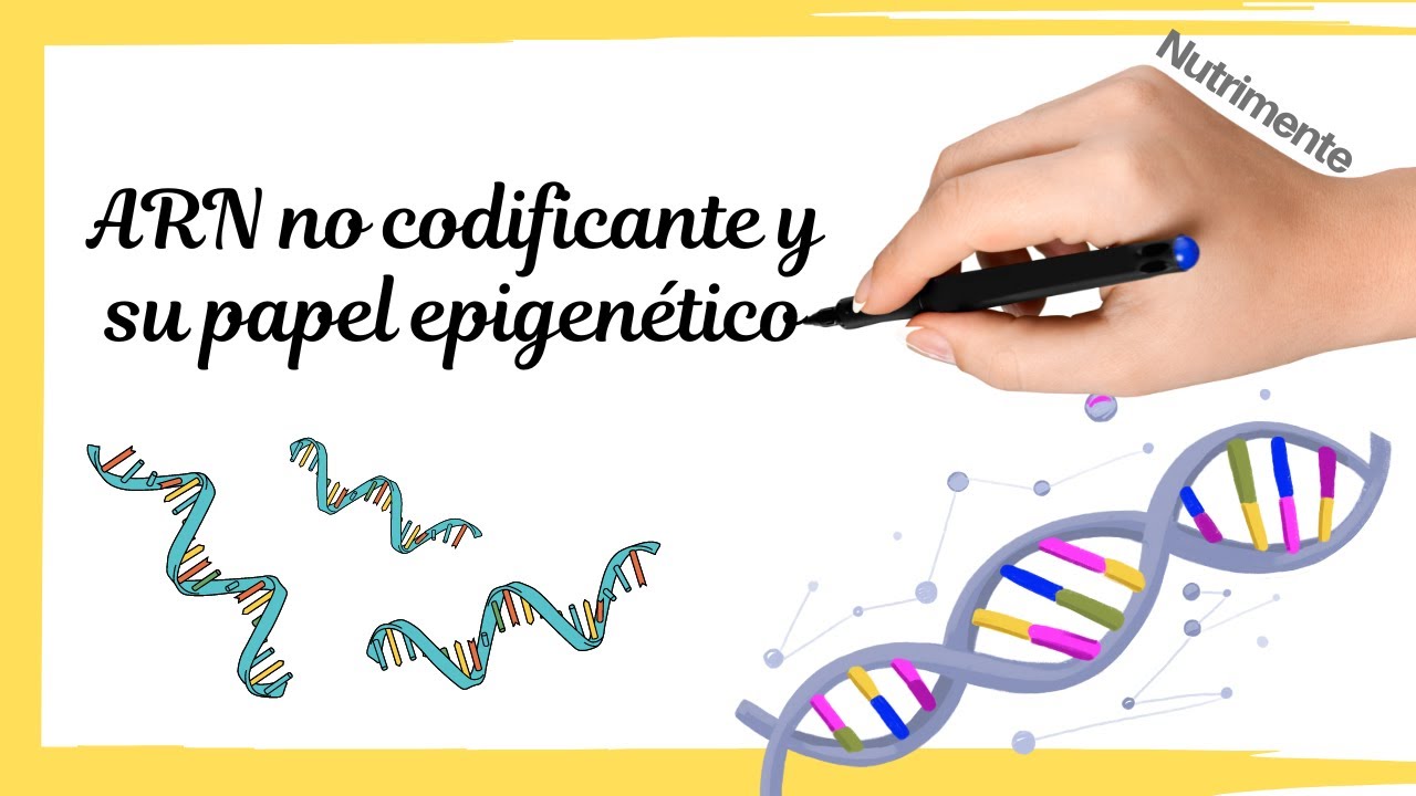 ARN no codificante y su papel EPIGEN&Eacute;TICO (ARNlnc, microARN, ARNsi y ARNpi)