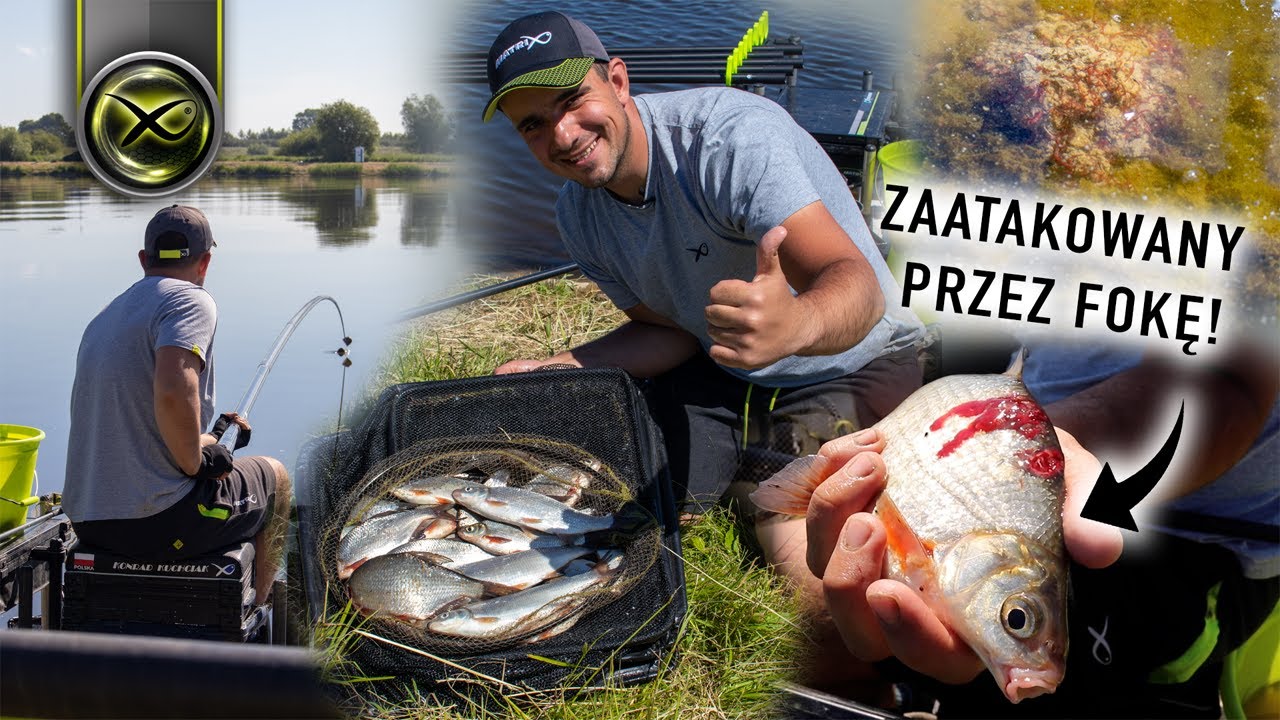 ŁOWIENIE NA TYCZKĘ - UJŚCIE WISŁY | Matrix pole fishing