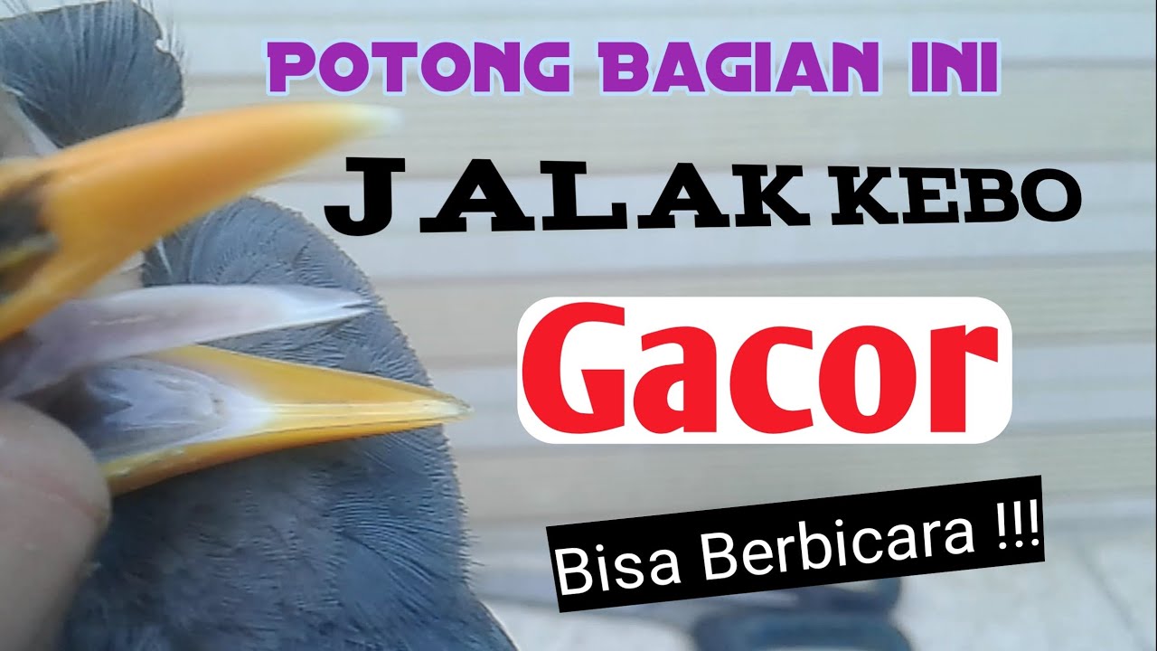 Cara Memotong Lidah Jalak Kebo ~ Ijen Bird