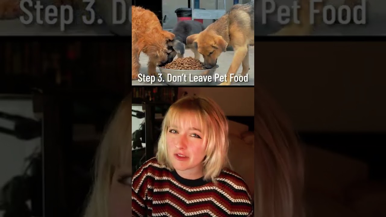 How to Survive a Coyote Attack #shorts