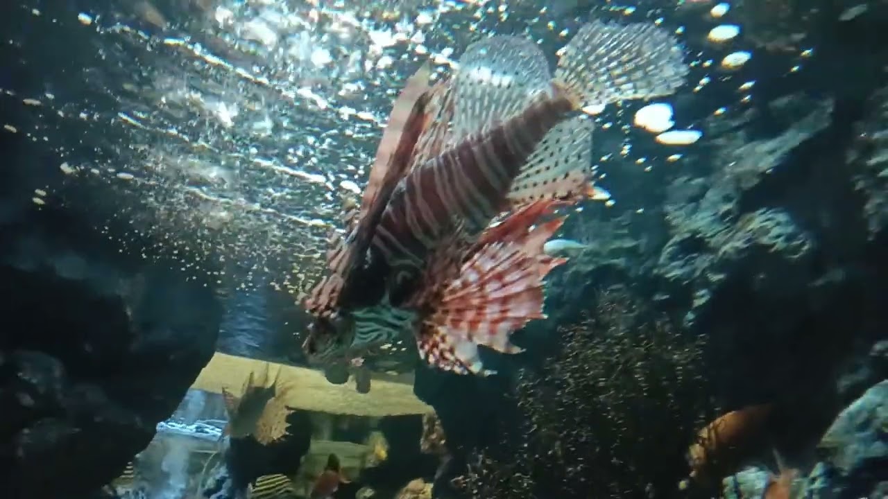 名古屋水族館