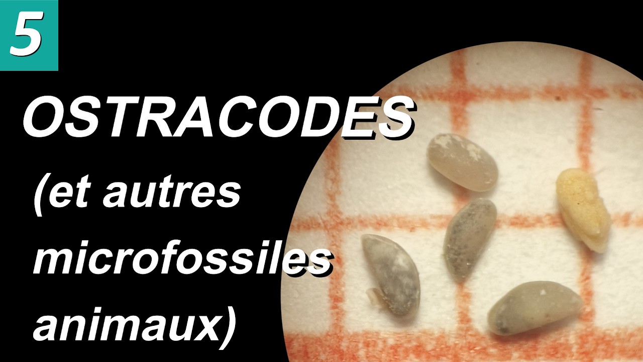 MICROFOSSILES ANIMAUX (Métazoaires) - par Mme RUAULT-DJERRAB