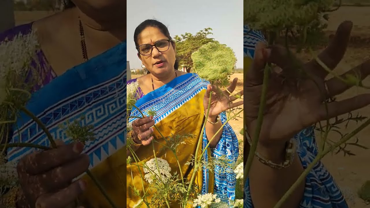 Carrot flowering pattern for quality seed production krishna prabha vriddi
