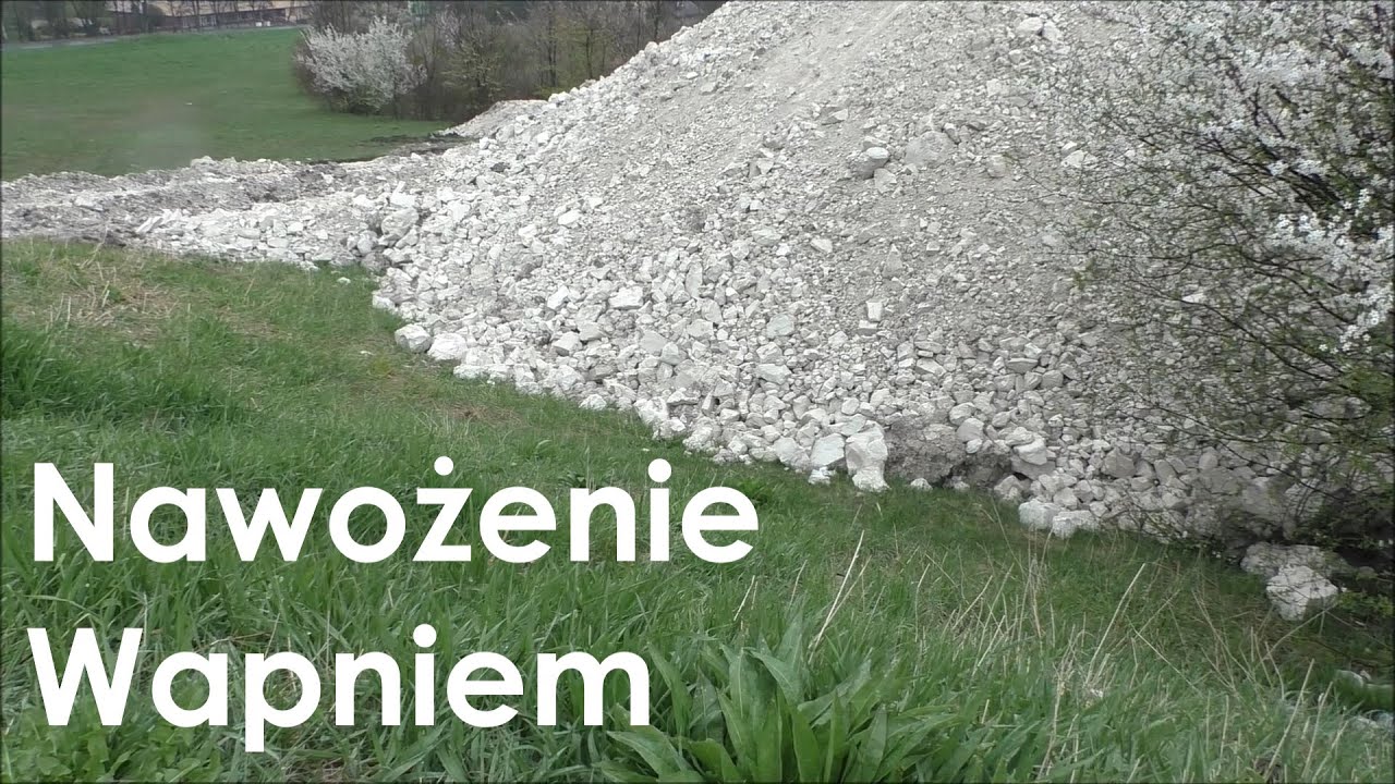 Cała prawda o skorupkach z jajek jako nawóz wapniowy.