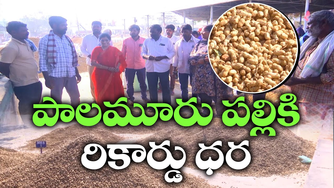 Palamuru Groundnut Prices Soar to ₹12,769 per Quintal | పాలమూరు పల్లికి రికార్డు ధర