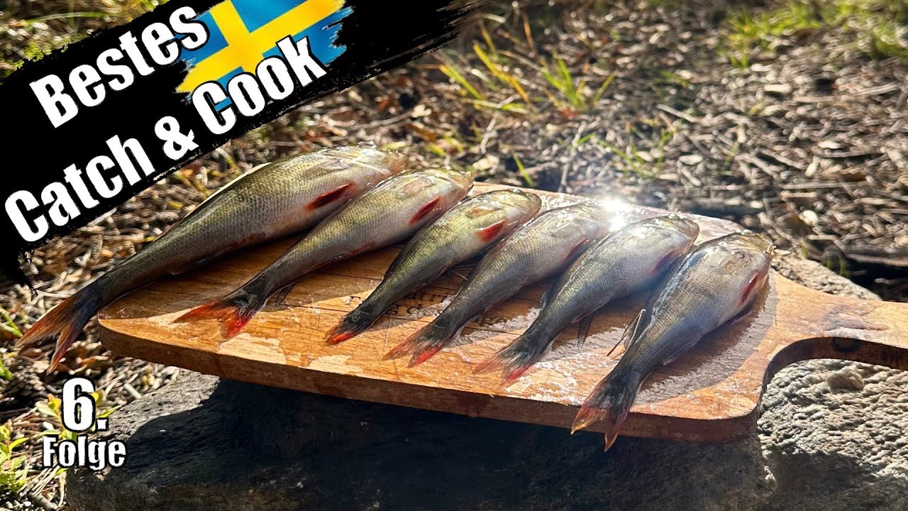 Barschangeln in Schweden. Viele Fische und ein perfektes Ceviche Catch and Cook