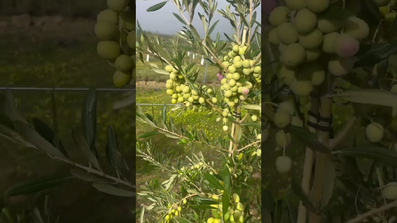 Arbosana