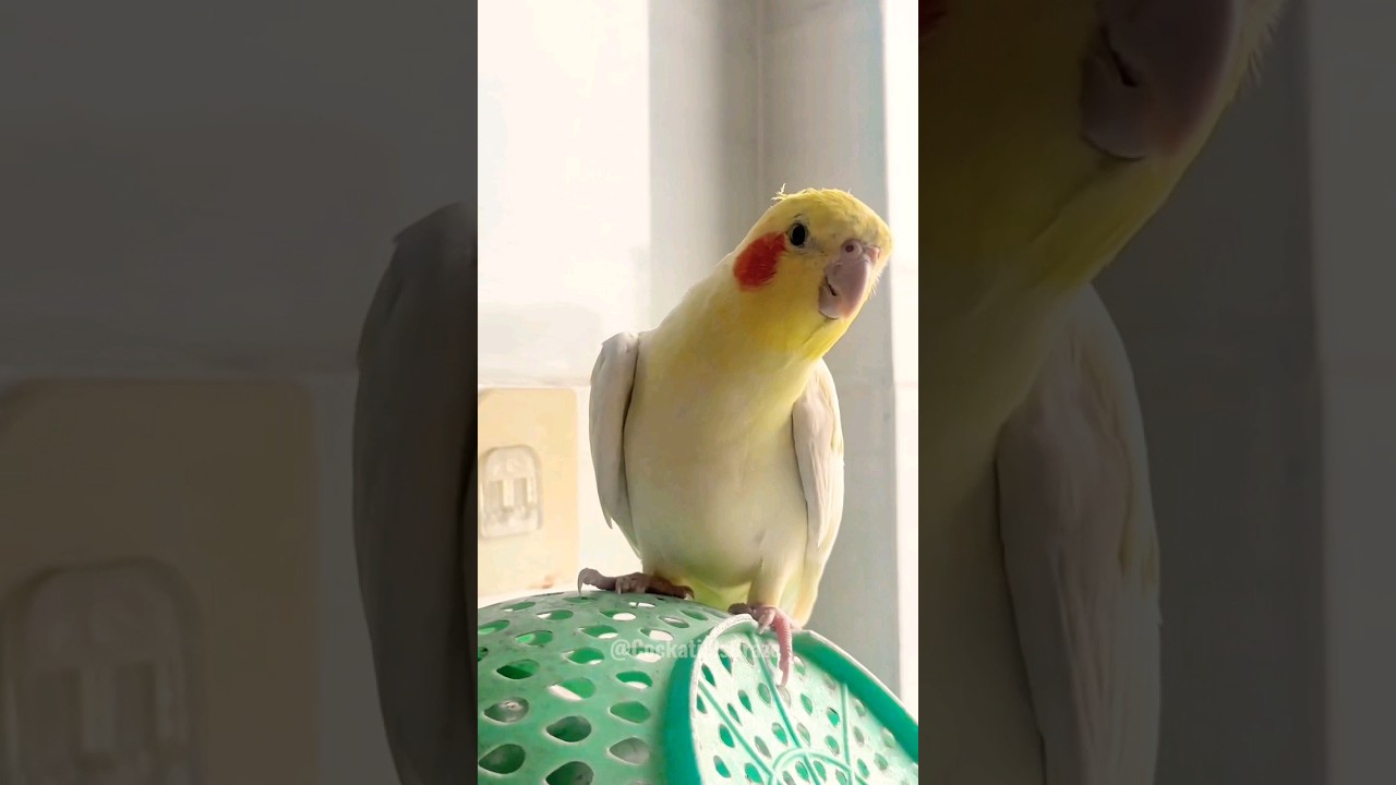 Adorable Cockatiel's Cute Singing Moments ✨️ #cockatielscraze