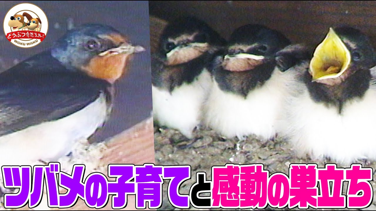 【日本の夏鳥】ツバメのヒナたちが迎える感動の巣立ちに密着！愛情いっぱい子育て日記【どうぶつ奇想天外／WAKUWAKU】