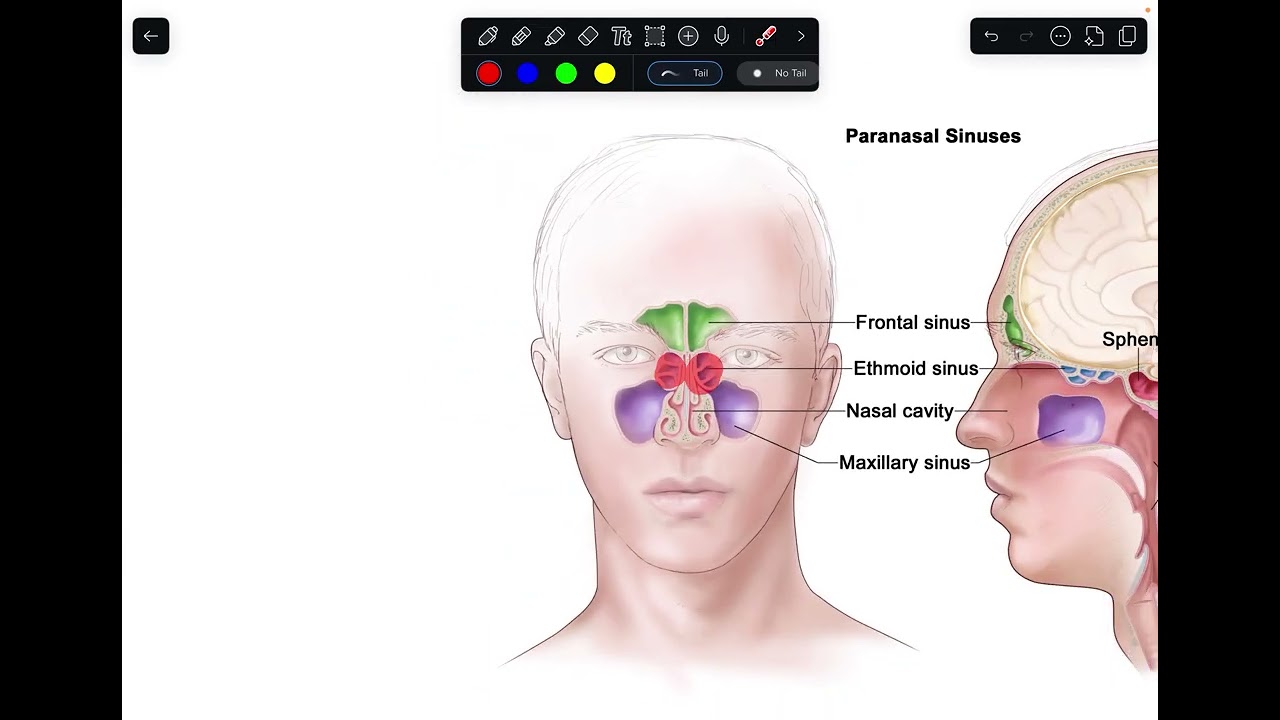 ENT- anatomy and physiology of the nose 
