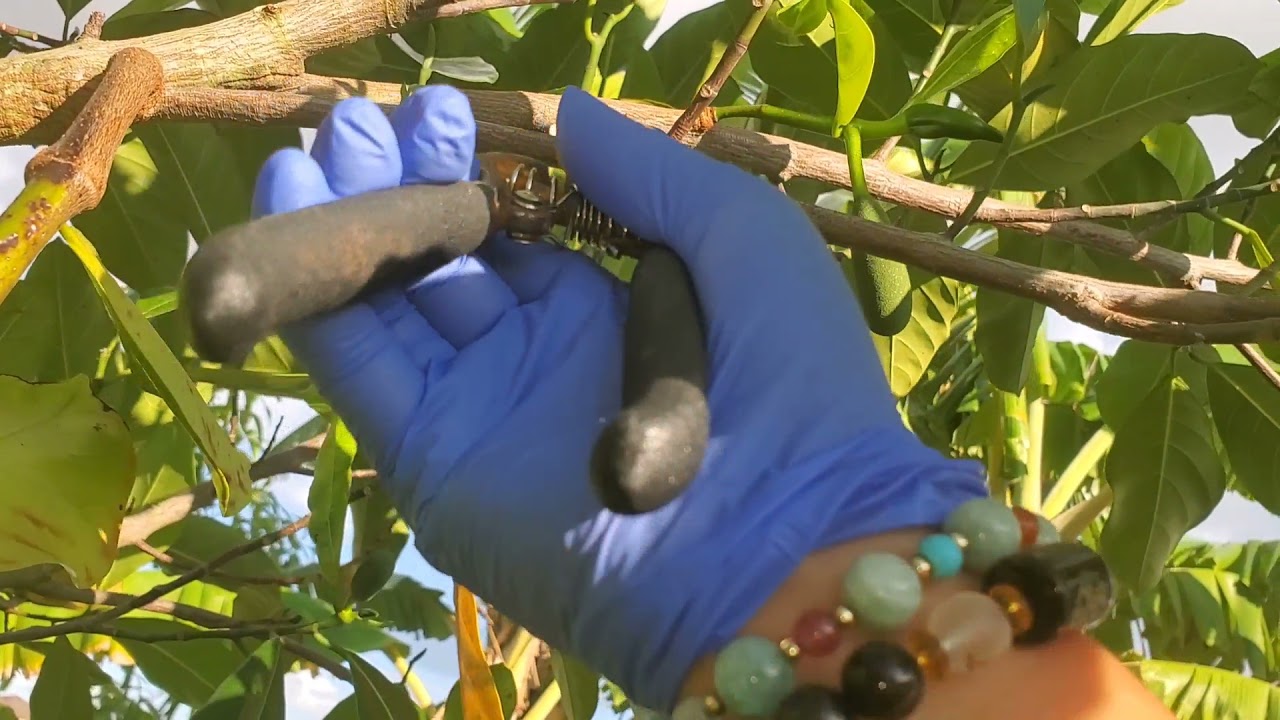 Trimming and Pruning my Jackfruit tree. Pollinate my first female flower Jackfruit.