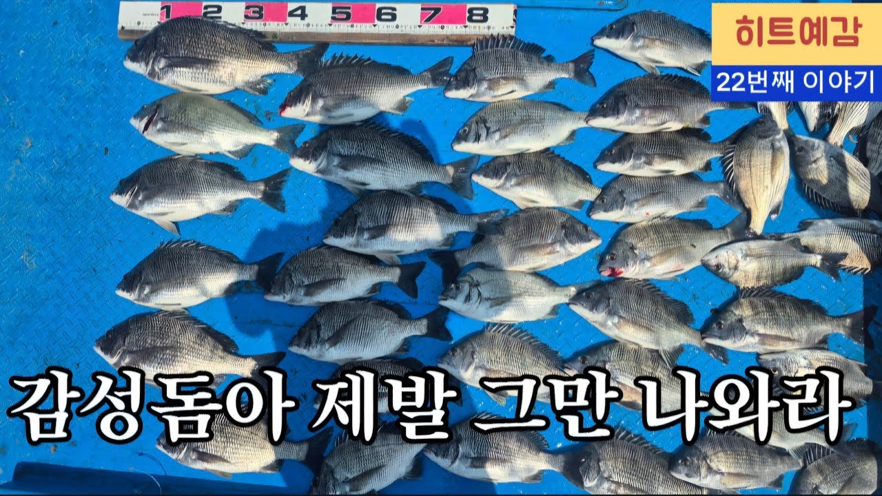 (26.4.15.수)카고낚시 무안 떼 고기 감성돔을 만나다 (3부)