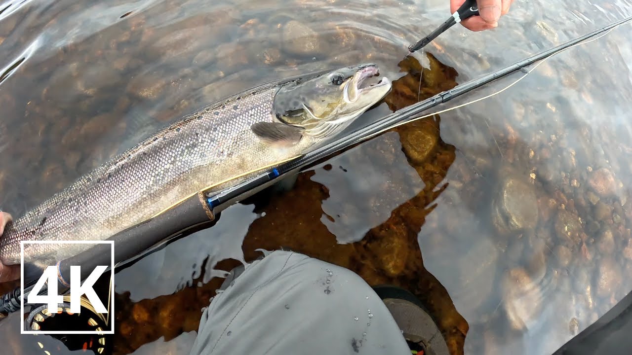 Summer Salmon on Single handed fly rod