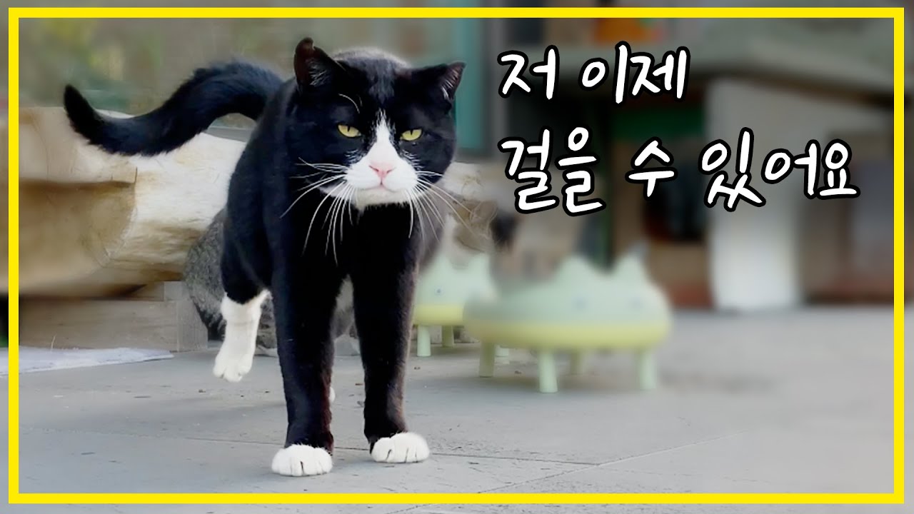 다리를 다쳐 절뚝거리던 고양이가 걸을 수 있게 되었습니다.