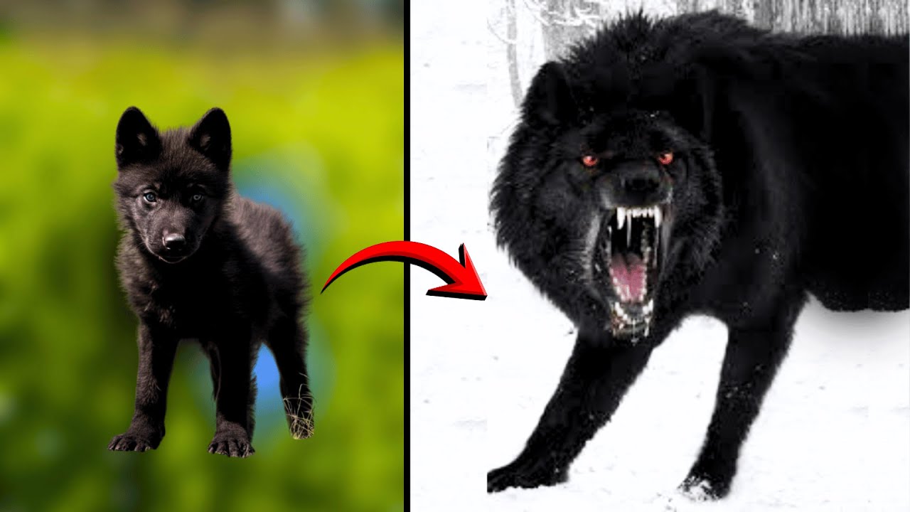 ANTES Y DESPUÉS: ¡TRANSFORMACIONES DE ANIMALES QUE TE VOLARÁN LA MENTE!