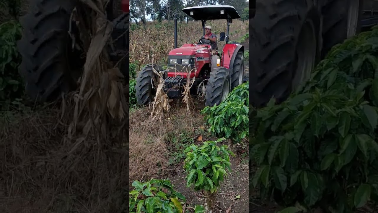 Preparar a terra para o plantio #cria&ccedil;&atilde;o #rocaafazenda #agro #ro&ccedil;a#trator#shorts